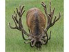 highly fertile stag @ 7