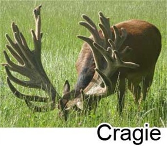 Craigy