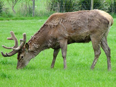 Kabul @ 5yrs DEERSelect Inaugural No 1 Sire until 2007