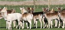 Peel Forest Fallow Hinds