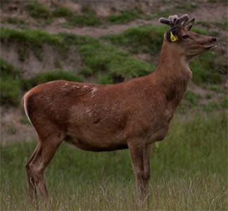 Venison/ Velvet & Trophy