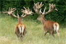 TROPHY Stag 2
