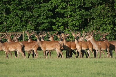 Sired by Walton, Toby, Jeff, Jefferson & JohnBoy