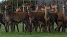 18mth Hinds