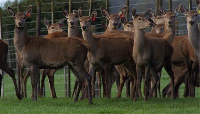 Good size R2 Hinds