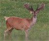 2 Y Velvet Stags 