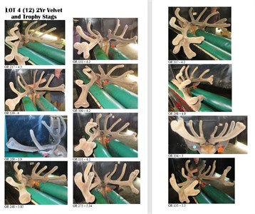 Lot 4 2Y velvet Stags 