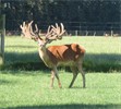 ROTs24 Sale Stags