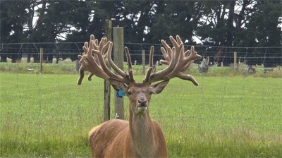 Lot 3 3Y stag 
