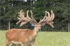 Lot 2 3Y Stag 