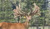 Lot 8 2 Y Stag 