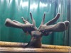 Lot 6 5Y Stag The Pentagon