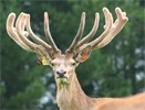 Love Red Deer Stag Sale