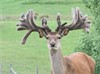 Lot 2 2Y Stag
