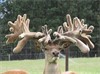 Lot 7 3Y Stag