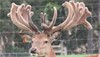 Lot 8 3Y Stag