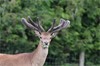 Lot 3 8,54kg SA2