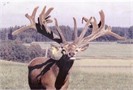 Canterbury Imported Red Deer Stud  Semen Sales
