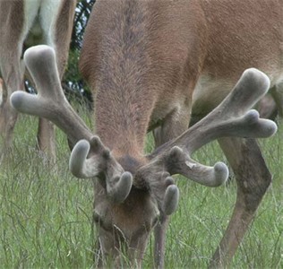 Lot 1 2Y Stag 6,42kg SA