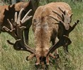 Sarnia Deer Semen Sales