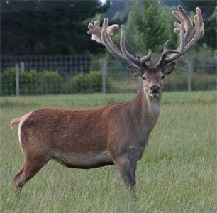 Kruger - velvet, venison and trophy