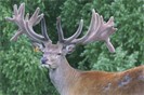 Foveran Deer Park Semen