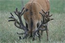 Antler & Views Semen Sales