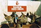 Hind Sale Raroa Red Deer - Private Treaty