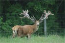 Antler & Views -  Stag Sale