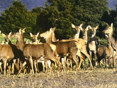 File photo of hinds - not of those on offer