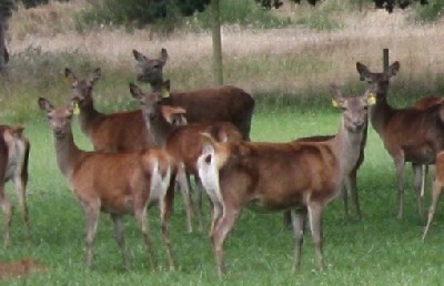 File Photo not actual hinds