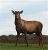 Canterbury Imported Red Deer Stud - Hind Sale 