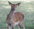 Deer for sale