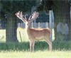 Lot 3 3Y stag by G89