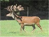 Lot 2 - 3 Y stag