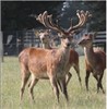 Lot 3 - 2 Y stag