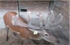 Lot 4 - 2 Y stag