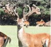 Lot 5 - 2 Y Stag
