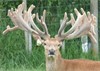 Lot 3 3Y Stag