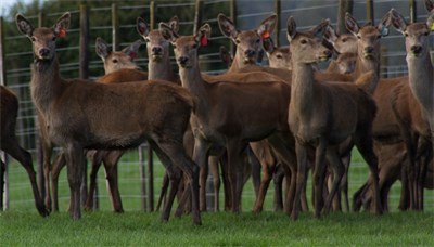 Not actual hinds - last years yearling hinds