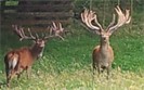 Trophy Stags