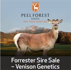 3 Year Venison Sires