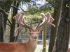 Lot 510-11 by Woody