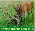 Fayess Stags