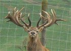 TROPHY Stag 2