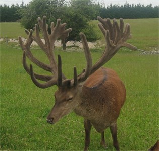 Hinds by and incalf to Robbie and Robbieson