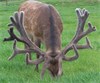 Hinds by Balmoral sons