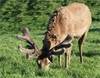 Lot 3 - 3 Y Stag Even Stevens / Wisom