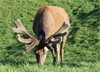 Lot 5 - 3Y Stag Even Stevens / Ruger