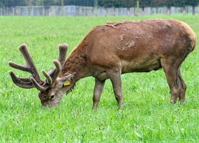 New Sire Gustavo